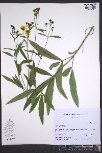 Coreopsis tripteris image