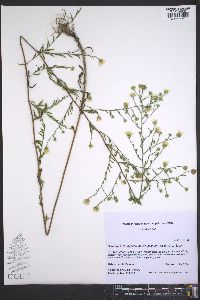 Symphyotrichum pilosum var. pilosum image