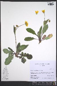 Krigia biflora image