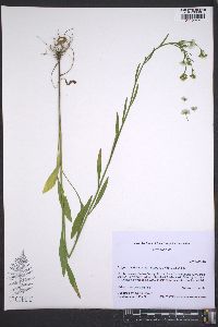 Erigeron strigosus var. strigosus image