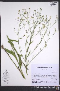 Boltonia diffusa image