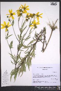 Bidens polylepis image