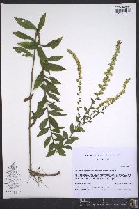 Solidago rugosa var. aspera image