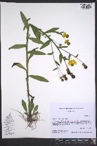 Helenium flexuosum image