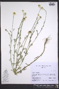 Anthemis arvensis image