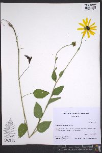 Rudbeckia hirta var. hirta image