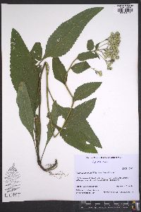 Parthenium integrifolium image