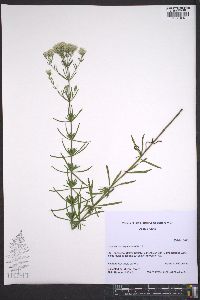 Eupatorium hyssopifolium image