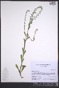 Myosotis verna image