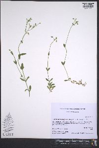 Cerastium brachypodum image