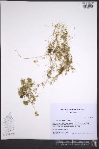 Cuscuta campestris image