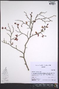 Vaccinium fuscatum image