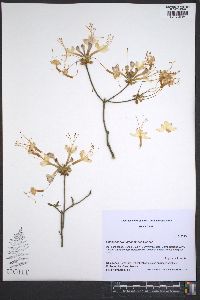 Rhododendron alabamense image