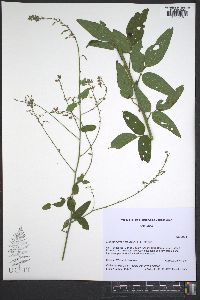 Desmodium perplexum image