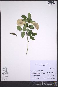 Clitoria mariana var. mariana image