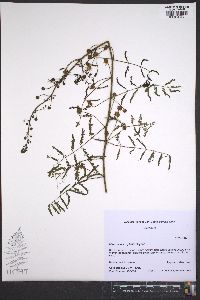 Mimosa microphylla image