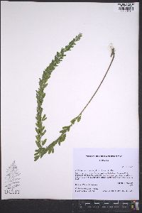 Lespedeza cuneata image