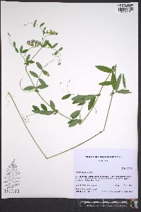 Lathyrus palustris image