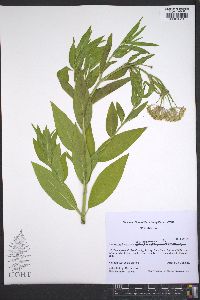 Asclepias incarnata var. incarnata image