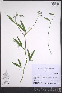 Lathyrus hirsutus image
