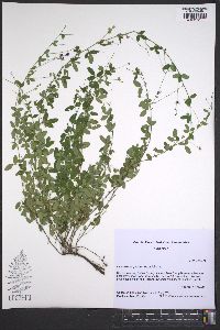 Lespedeza procumbens image