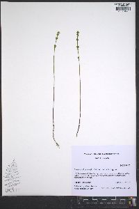 Bartonia virginica image