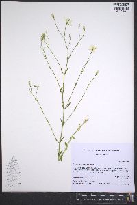 Sabatia campanulata image