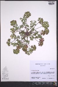 Geranium dissectum image