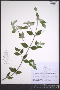 Pycnanthemum pycnanthemoides image