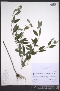 Pycnanthemum pycnanthemoides image