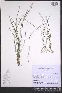 Isoëtes engelmannii image