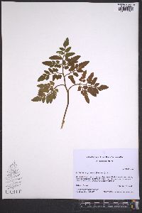 Sceptridium jenmanii image