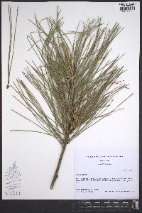 Pinus taeda image