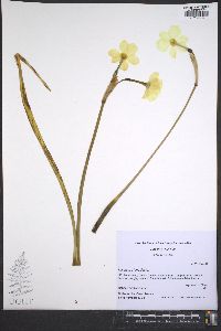 Narcissus jonquilla image