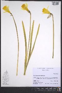 Narcissus pseudonarcissus image