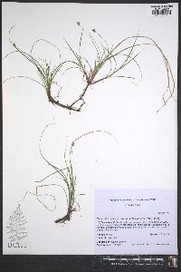 Carex albicans var. emmonsii image