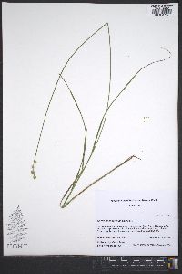 Carex albolutescens image