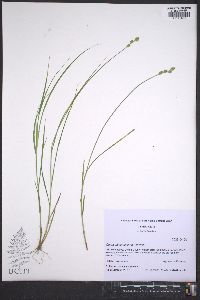 Carex albolutescens image