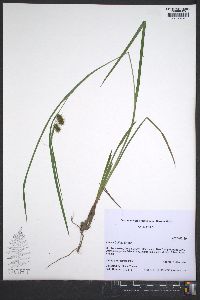 Carex baileyi image