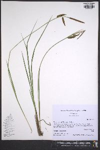 Carex barrattii image
