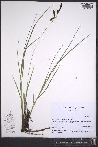 Carex barrattii image