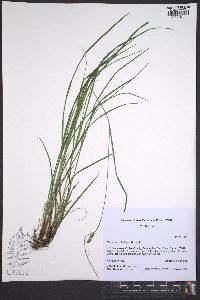 Carex caroliniana image