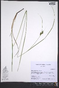 Carex caroliniana image