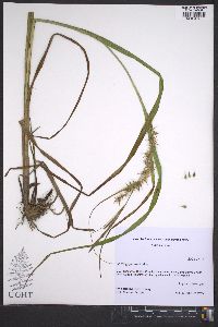 Carex gigantea image
