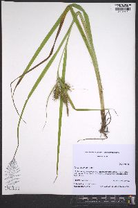 Carex gigantea image
