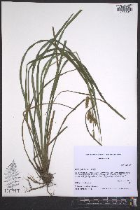 Carex joorii image