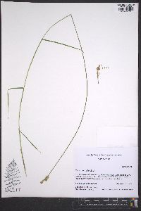 Carex normalis image