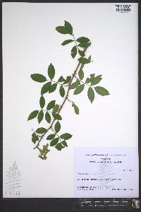 Rosa multiflora image