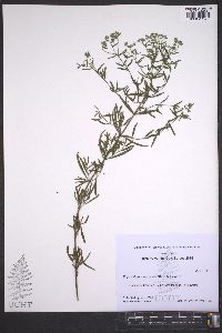 Eupatorium torreyanum image