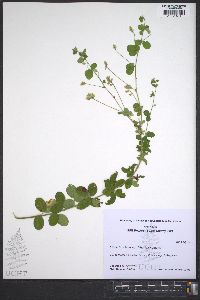 Lespedeza hirta subsp. hirta image